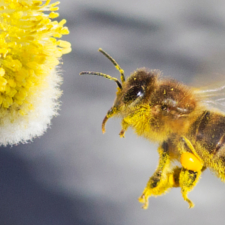 Tausende Bienen